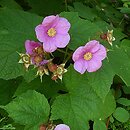 jeÅ¼yna pachnÄ…ca (Rubus odoratus)