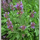 Salvia officinalis (szaÅ‚wia lekarska)