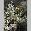 znalezisko 00010000.09_2_22.jmak - Santolina chamaecyparissus (santolina cyprysikowata); Sigmaringen, Niemcy