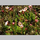 znalezisko 00010000.09_4_25.jmak - Saxifraga ×arendsii (skalnica Arendsa); Niemcy