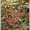 znalezisko 20150711.1.jmak - Sedum dasyphyllum (rozchodnik brodawkowaty); Niemcy, Schwarzwald