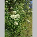 znalezisko 00010000.08_5d.jmak - Sium latifolium (marek szerokolistny); ok. Łeby