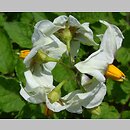 znalezisko 00010000.09_9_45.jmak - Solanum tuberosum (psianka ziemniak); ogr. zielny, Niemcy
