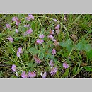 Trifolium resupinatum var. majus (koniczyna skrÄ™cona wiÄ™ksza)