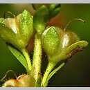znalezisko 20170000.1.jmak - Veronica serpyllifolia (przetacznik macierzankowy)