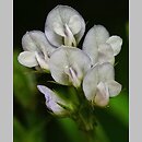 znalezisko 20200600.3.jmak - Vicia hirsuta (wyka drobnokwiatowa)