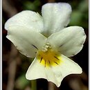 znalezisko 00010000.09_7_26.jmak - Viola arvensis (fiołek polny); Schw. Alb, Niemcy