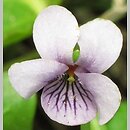 znalezisko 00010000.218.jmak - Viola palustris (fiołek błotny); poł.-zach. Niemcy