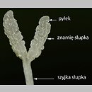 znalezisko 20200600.1.jmak - Calystegia sepium (kielisznik zaroślowy)