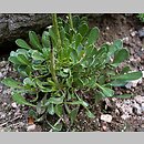 znalezisko 20070505.2.js - Globularia cordifolia (kulnik sercolistny)