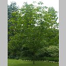 znalezisko 20080726.24.js - Magnolia obovata (magnolia szerokolistna)