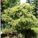 znalezisko 20060701.47.js - Ulmus parvifolia (wiąz drobnolistny)