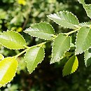 Ulmus parvifolia (wiÄ…z drobnolistny)