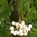 Sorbus cashmiriana (jarząb himalajski)