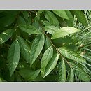znalezisko 20070429.16.js - Prunus glandulosa ‘Alboplena’