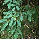 Fraxinus chinensis ssp. rhynchophylla (jesion koreański)