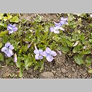 Viola palmata (fiołek dłoniasty)