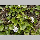 znalezisko 20070409.5.js - Viola sororia (fiołek motylkowaty)
