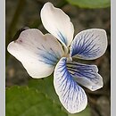 Viola sororia (fioÅ‚ek motylkowaty)