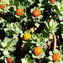 Euphorbia capitulata (wilczomlecz gÅ‚Ã³wkowaty)