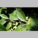 znalezisko 20090509.42.js - Prunus serrulata (wiśnia piłkowana)