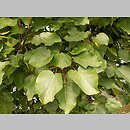 Populus wilsonii (topola Wilsona)