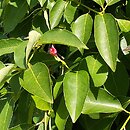 Nyssaceae (błotniowate)