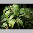 znalezisko 20200829.49.js - Smilacina racemosa (majówka groniasta); Arboretum Wojsławice