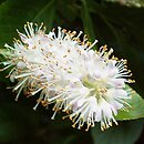 Clethra alnifolia Pink Spire