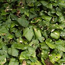 Hedera colchica (bluszcz kolchidzki)