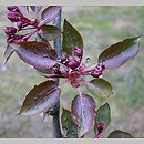 znalezisko 20080818.2.js - Malus ×purpurea (jabłoń purpurowa)