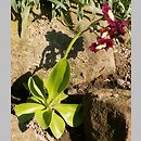 Primula Ã—pubescens (pierwiosnek omszony)