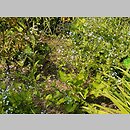 znalezisko 20080531.2.js - Brunnera macrophylla ‘Variegata’