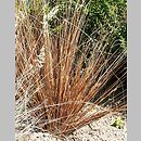 Carex buchananii (turzyca Buchanana)