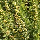 Artemisia rupestris (bylica naskalna)