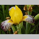 kosaciec pstry (Iris variegata)