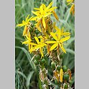 znalezisko 20080604.88.js - Asphodeline lutea (złotnica żółta); ogród botaniczny