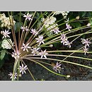 znalezisko 20080604.16.js - Allium schubertii (czosnek Schuberta); ogród botaniczny