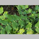Mahonia japonica (mahonia japońska)