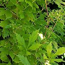winnik tojadowy (Ampelopsis aconitifolia)