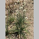 znalezisko 20080727.19.js - Allium tuberosum (czosnek bulwiasty)