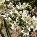 czosnek bulwiasty (Allium tuberosum)
