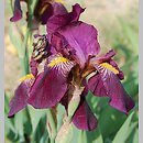 kosaciec ogrodowy (Iris)
