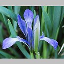 kosaciec mlecznobiaÅ‚y (Iris lactea)
