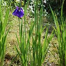 Iris ensata (kosaciec mieczolistny)