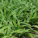 Carex siderosticta (turzyca rzędowa)