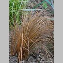 Carex flagellifera (turzyca biczykowata)