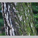 znalezisko 20090723.144.js - Pinus nigra (sosna czarna); ogród botaniczny
