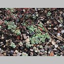 znalezisko 20090723.86.js - Sedum dasyphyllum (rozchodnik brodawkowaty); ogród botaniczny