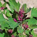 Chenopodium giganteum (komosa olbrzymia)